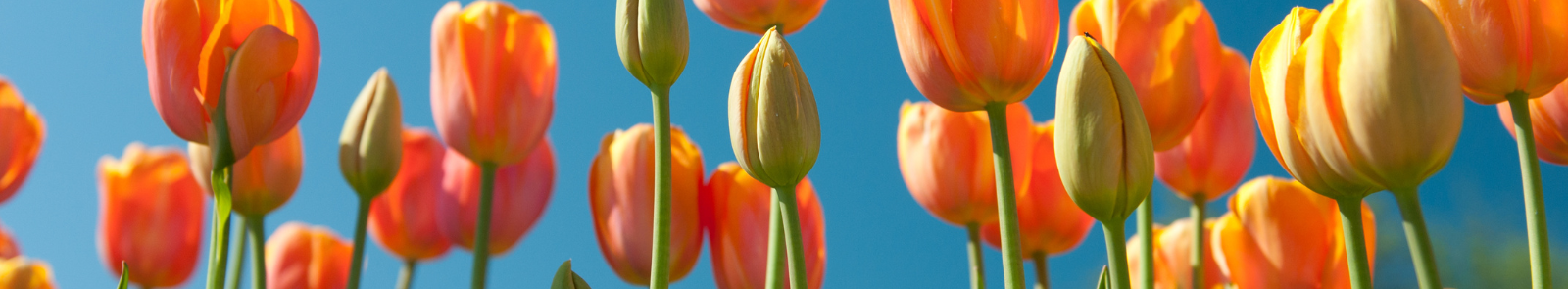 Orange tulips over a sunny blue sky. 